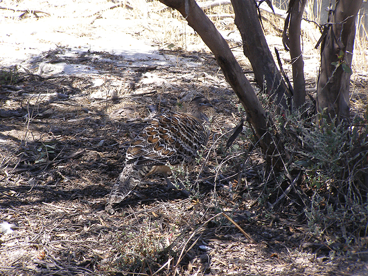 Malleefowl in camouflage, Yongergnow Malleefowl Centre, Ongerup, Western Australia